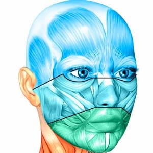 Schéma Allergan de l'implantation musculaire du visage pour analyser le vieillisement