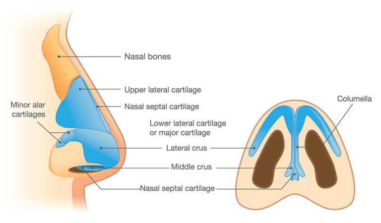 Schéma valve nasale